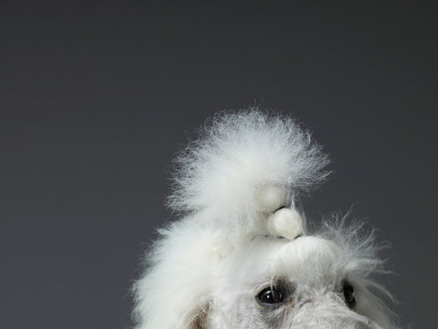 Close up on poodles eyes and forehead