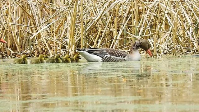 Graugansfamilie im Wasser