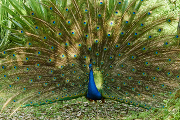 Obraz premium blue peacock in yunnan,china