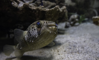 Blow fish swimming above the ground
