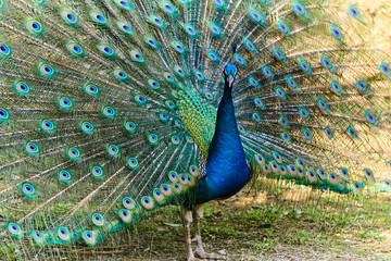 Obraz premium Blue Peacock in Yunnan, China