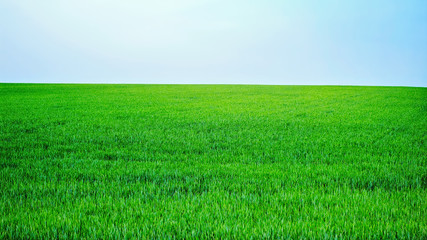 Spring green field with clear blue sky