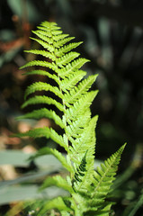 Spring bright green fern leaf