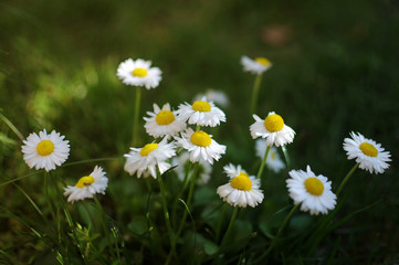 White daisies on meadow