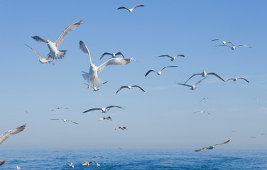 seagulls flying over the sea