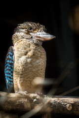 blue-winged kookaburra