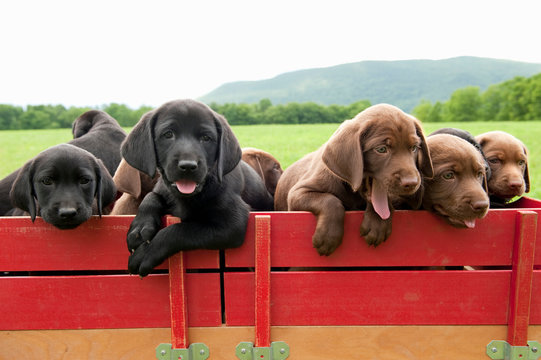 Labrador retriever puppies in a wagon
