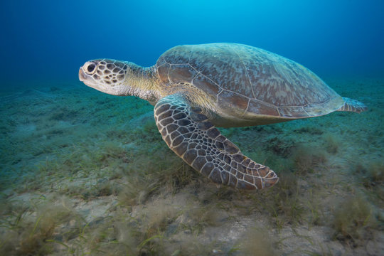 Green turtle