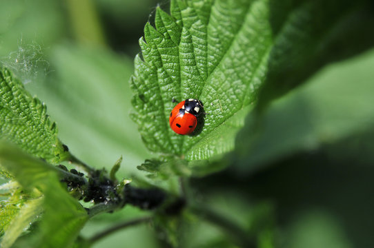 Ladybug on leaf closeup