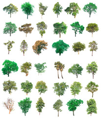 Fototapeta premium Collection of tree on white background. (for gardening) 