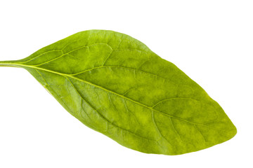 Fototapeta na wymiar Spinach (Spinacia oleracea) isolated in white background