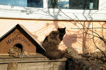 Cats security guards in the industrial zone