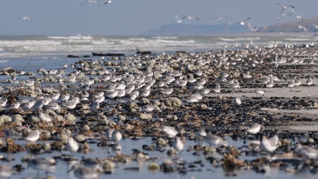 B&eacute;casseaux sanderling sur la plage (Picardie, France)