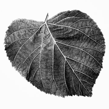 Close up of heart shaped leaf