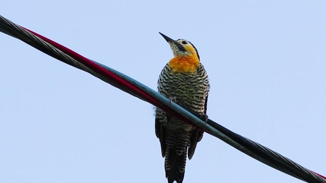 Pica-pau-do-campo. (Colaptes campestris)