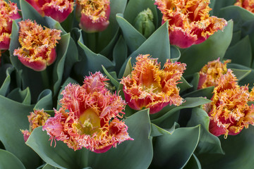 Red-orange tulips with green leaves