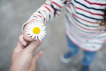 白い花を手渡す親子の手