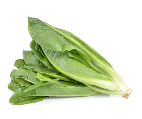 fresh green lettuce leaves isolated on white