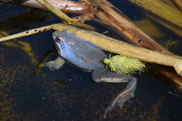 Male of moor frog in spawning blue color croaking between algae and caviar in swap