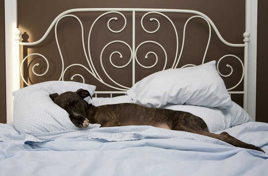 Dog sleeping on bed