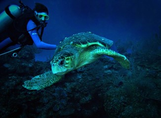Green Turtle, Ambergris Caye, Belize