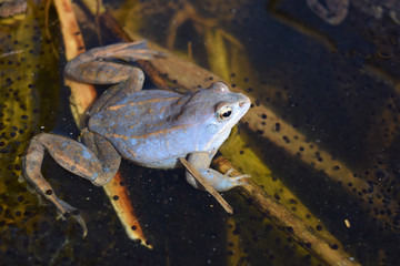 Male of moor frog in spawning blue color seating on water plants in swap