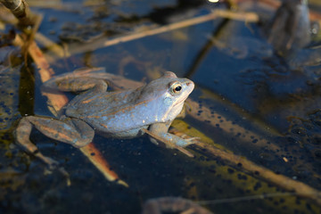 Male of moor frog in spawning blue color guarding his caviar between water plants in swap
