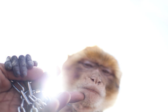 Hand stroking monkey