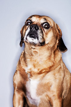 Portrait of a puggle looking scared