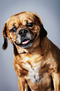 Portrait of a puggle looking inquisitive