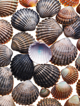 Cockle shells