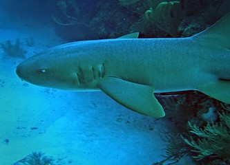 Obraz premium Nurse shark, Ambergris Caye, Belize