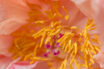 Fototapeta premium Macro still of a peony flower in bloom