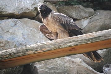 Vautour fauve
