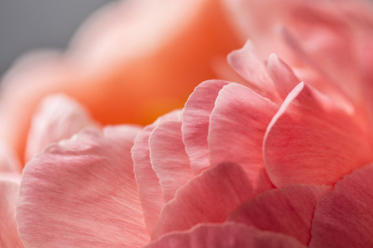 Fototapeta Macro still of a peony flower in bloom