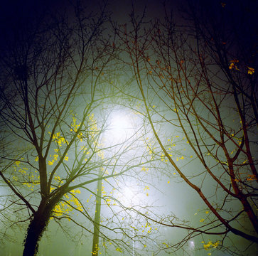 Trees in fog at night