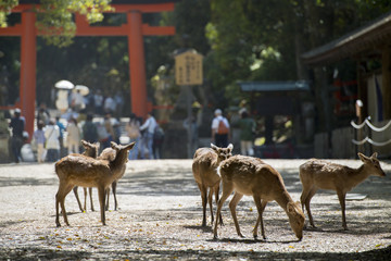 Fototapeta premium Kasuga Taisha-deer