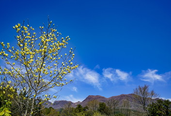 Obraz premium くじゅう花公園 モクレン