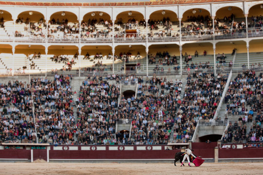 Bullfighter with bull in Las Ventas bullring with audience, Madrid