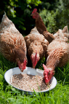 Hens eating grain