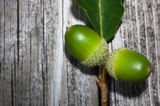 Two green acorns - Powered by Adobe