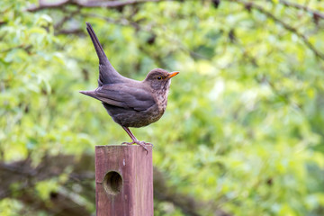 Aufgeregte Amsel