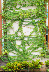 Ivy and wooden fence
