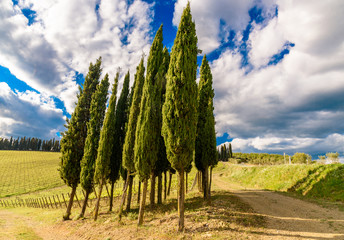 A country road with cypress trees and vineyard in Tuscany