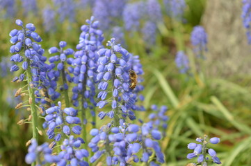 Bee on Grape hyacinth