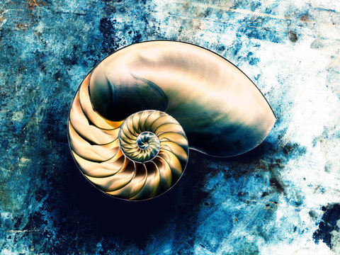 Nautilus shell on blue background