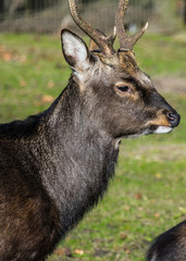 Ein wilder Hirsch lebt auf einer kargen Weide und sein Fell glänzt in der Sonne.