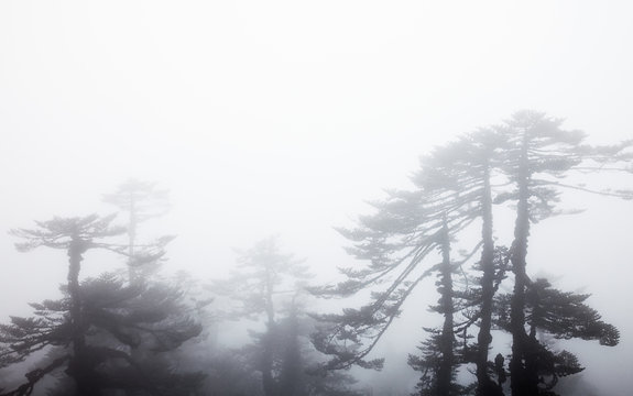 Pines near Dzongri, Kanchenjunga Region, Sikkim, India