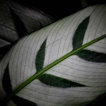 Backlit leaf pattern