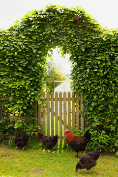 Free roaming chickens in garden